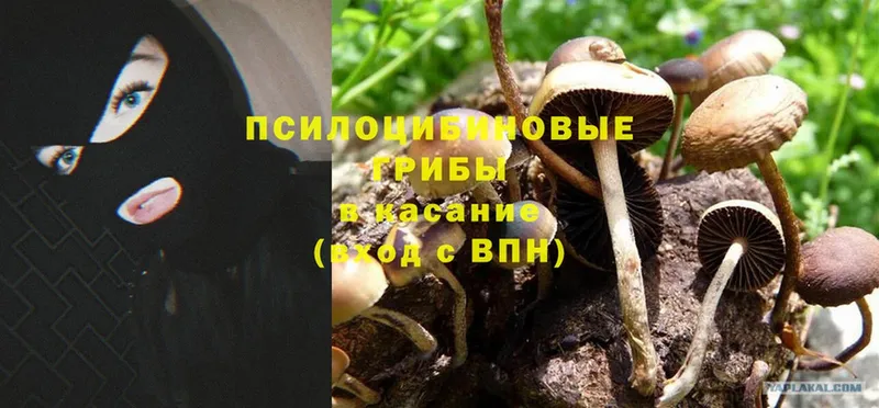 Псилоцибиновые грибы Magic Shrooms  цена   Алейск 